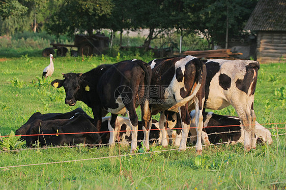 奶牛农业森林土地家畜城市风景农场食物场地场景图片