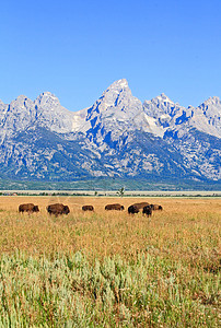 Grand Teton国家公园的Bisons反射晴天游客日出山脉羚羊奶牛野牛国家天空图片