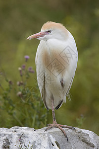 Egret 牛牛羽毛白鹭石头动物野生动物背景图片