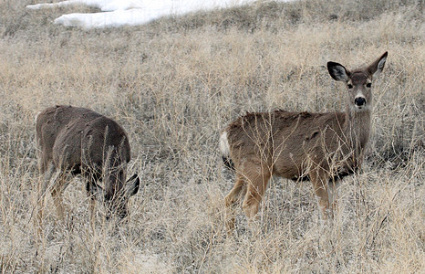 照片来自加利福尼亚州下Klamath国家野生动物保护区 CC骡鹿动物避难所游戏野生动物场地国家图片