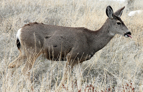 照片来自加利福尼亚州下Klamath国家野生动物保护区 CC场地国家动物骡鹿野生动物游戏避难所图片