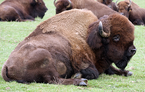 Buffalo 西澳大利亚西北特雷克野生动物公园拍摄的照片动物休息库存公园野生动物场地奶牛野牛动物园水牛图片