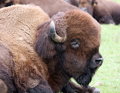 Buffalo 西澳大利亚西北特雷克野生动物公园拍摄的照片休息野生动物库存水牛动物园动物睡眠奶牛野牛场地图片