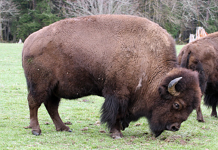 Buffalo 西澳大利亚西北特雷克野生动物公园拍摄的照片野牛野生动物场地动物园库存公园水牛奶牛动物图片