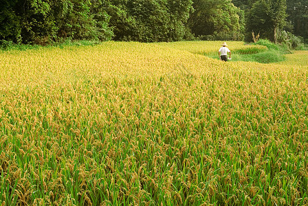 黄色的熟米粮食种植园生产气氛农田场地风景植物群生长植物图片