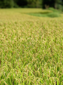 黄色的熟米植物群粮食场地培育收成土地栽培环境种子气氛图片