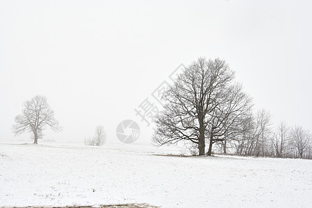 有树的寒雪冬季风景蒸气阴霾天气雾气孤独苍凉薄雾景观情绪雪花图片