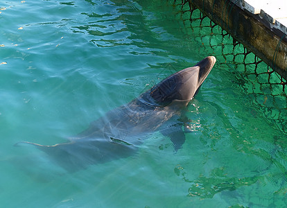 海豚演奏水族馆公园动物水池海洋生活居住哺乳动物俘虏图片