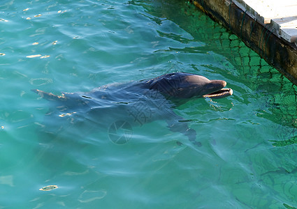 海豚演奏哺乳动物公园生活水族馆海洋动物俘虏水池居住图片