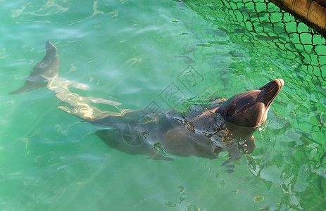 海豚演奏居住水族馆俘虏海洋水池公园动物哺乳动物生活图片