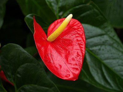 热带花花旅行公园植被木槿生育力植物群花粉植物柱头叶子图片