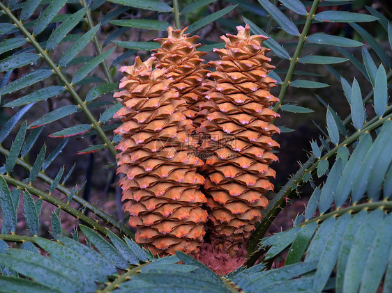 热带花花美丽旅行植被生育力公园柱头木槿叶子晴天花粉图片