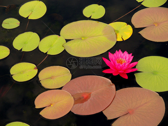 热带花花花园晴天旅行植物群柱头公园植被叶子风景孤独图片