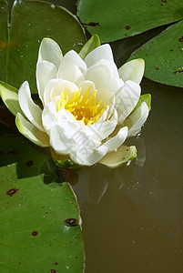 水百合镜子漂浮反射池塘异国植物明信片宏观荷花冥想背景图片