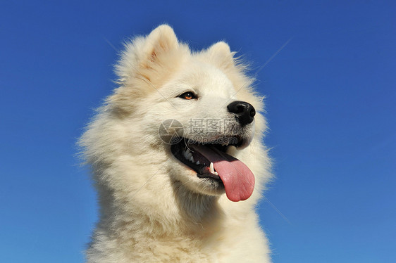 小狗萨摩耶狗白色婴儿天空舌头宠物哺乳动物蓝色动物牙齿犬类图片