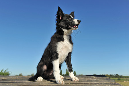 小小狗边框 collie牧羊犬蓝色犬类婴儿白色黑色动物宠物天空图片