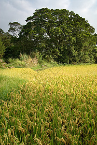 黄色的熟米食物植物生长生产粮食培育场地农场环境谷物图片