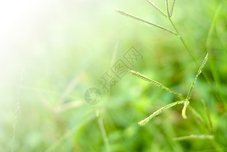 小草墙纸荒野宏观公园花园生长草本植物绿色植物叶子环境图片