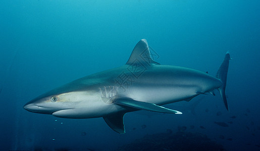 Silvertip 鲨鱼巴布亚新几内亚图片