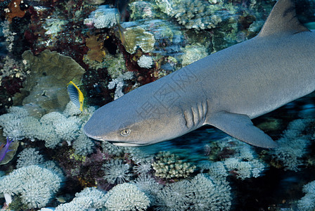 白礁鲨鱼 所罗门群岛图片