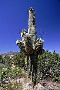 亚利桑那州萨瓜罗背景图片