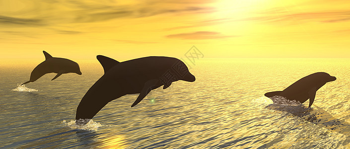日落时的海豚太阳潜水鼻子跳跃荒野插图波浪海洋阳光情绪图片