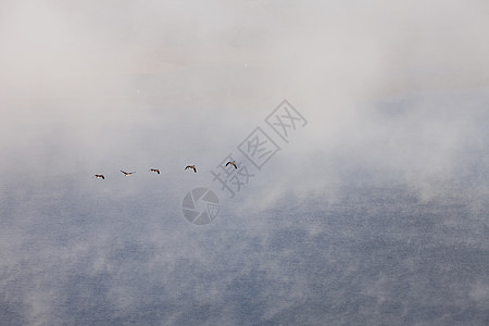飞云湖鹅在雾中飞翔背景
