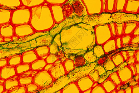 建筑砖块黄色科学微生物棱镜印象派细胞病菌生物微生物学显微镜图片