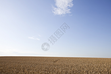 阳光明媚的白天小麦田农村黄色场地生长收成蓝色国家乡村农业粮食图片