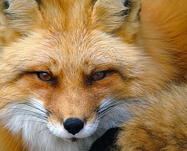 红狐狸肖像食肉犬类毛皮捕食者哺乳动物动物野生动物红色图片