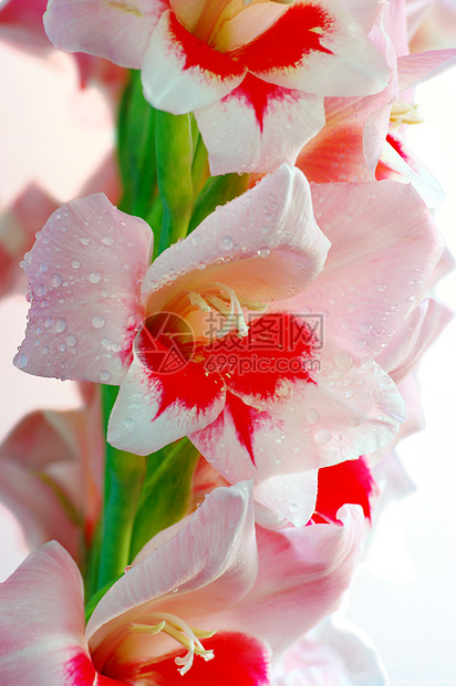 粉红花兰叶子念日花园植物礼物雌蕊卡片百合花束园艺图片