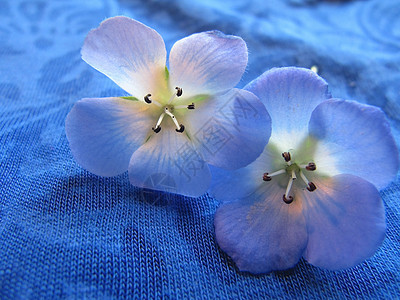 蓝蓝色中心植物群眼睛织物花瓣淡蓝色白色花朵植物黑色图片