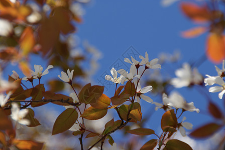 甜樱桃花地平线树叶美丽天空公园植物群花园叶子枝条季节性图片