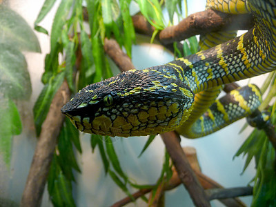 愤怒的蛇危险情调宏观热带蓝色爬虫荒野蛇皮毒液黄色图片