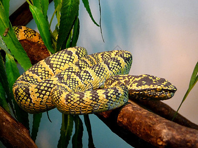 黄蛇异国毒液蛇皮黄色动物爬虫荒野宏观危险杂色图片
