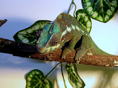 变色素热带宠物蜥蜴住宿动物群条纹绿色动物杂色爬行者图片