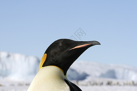 皇帝企鹅野生动物冻结动物图片