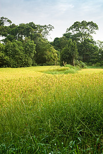 黄色的熟米热带农村种植园气氛草地风景农业粮食食物场地图片