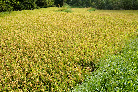黄色的熟米食物气氛种子粮食生产栽培稻田种植园农村农场图片