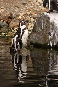 洪堡企鹅站立在水中图片