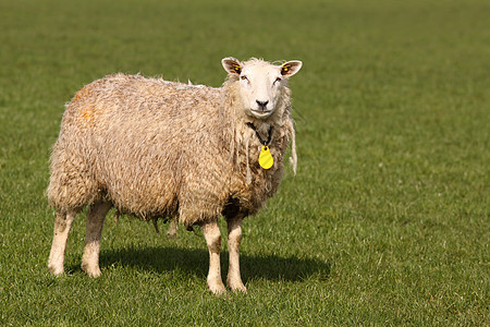 羊羊看着你白色家畜动物绿色羊毛农业农场图片