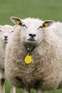 羊羊看着你羊毛农场家畜农业动物白色绿色图片