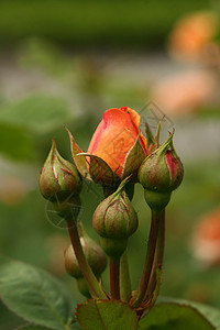 玫瑰绿色花园植物植物学红色叶子宏观图片