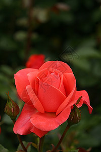 玫瑰宏观叶子植物红色图片