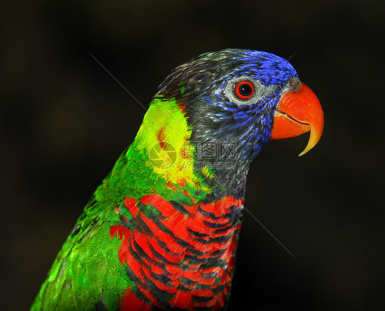 云宝洛丽基特蓝色绿色红色翅膀鹦鹉羽毛鸟类图片