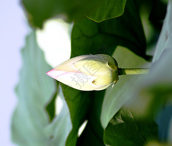 莲花芽粉色叶子植被海洋树叶荒野绿色沼泽花朵图片