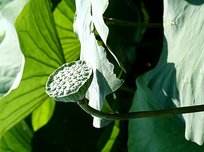 Lotus 细节图片