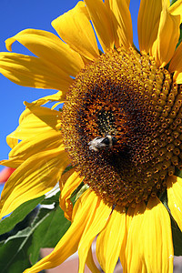 有蜜蜂的向日葵阳光日光雄蕊昆虫场地晴天花瓣海报叶子植物图片