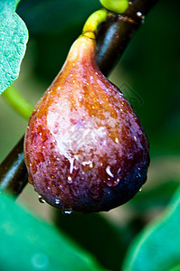 雨后果实食物花园营养热带情调叶子荒野农场异国植物图片