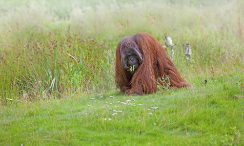 奥兰古人康复薄雾女性动物丛林猩猩灵长类雨林中心图片